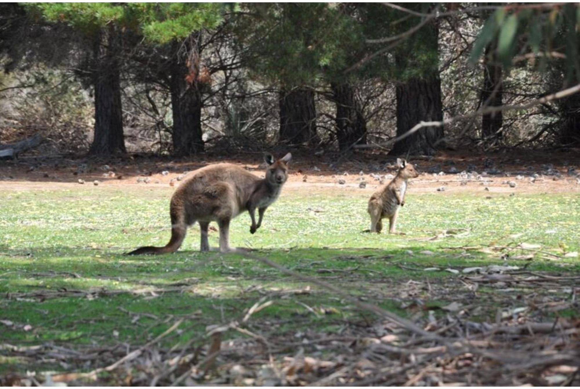 Discovery Parks - Kangaroo Island Flinders Chase Zewnętrze zdjęcie